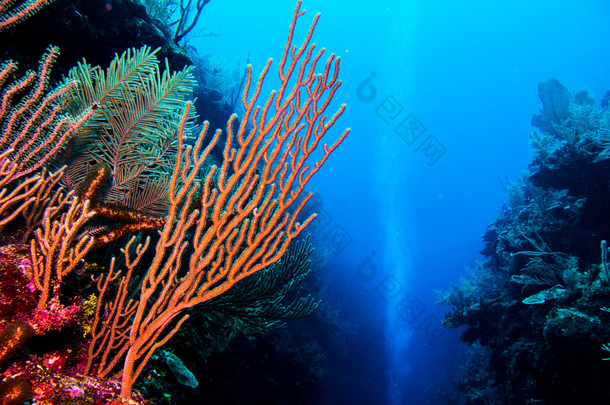 加勒比海珊瑚礁.