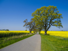 επαρχιακό δρόμο μέσω canola πεδίο