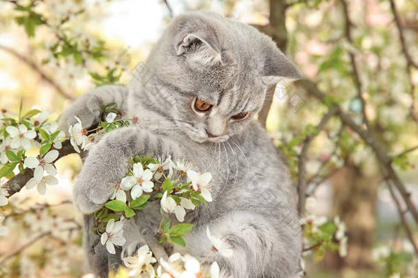 可爱的猫咪在开花的树 