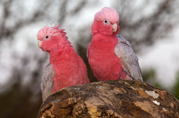 galah 双