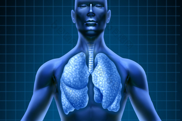 人类呼吸系统