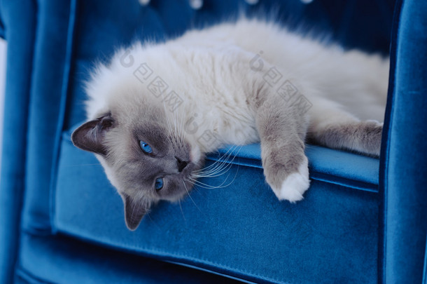 蓝眼睛的猫躺在蓝色的椅子上