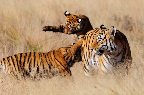 孟加拉老虎玩