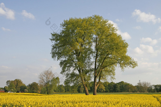 具有低，萨克森，德国，欧洲的油菜田树
