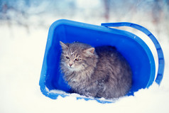 在桶子里的流浪猫