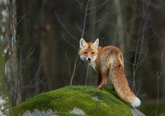 在长满苔藓的岩石上红狐狸