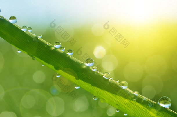 Fresh green grass with water drops closeup. 