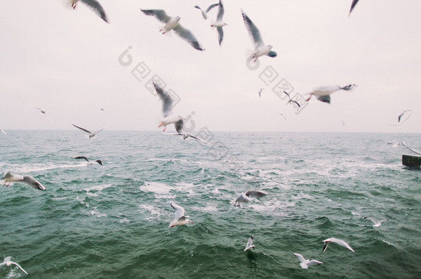 飞行海鸥的旧照片。美丽的大海风景