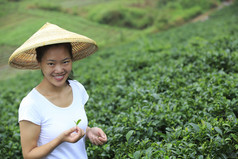 亚洲女人采摘茶叶