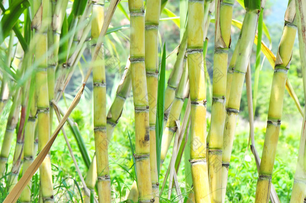 甘蔗植物