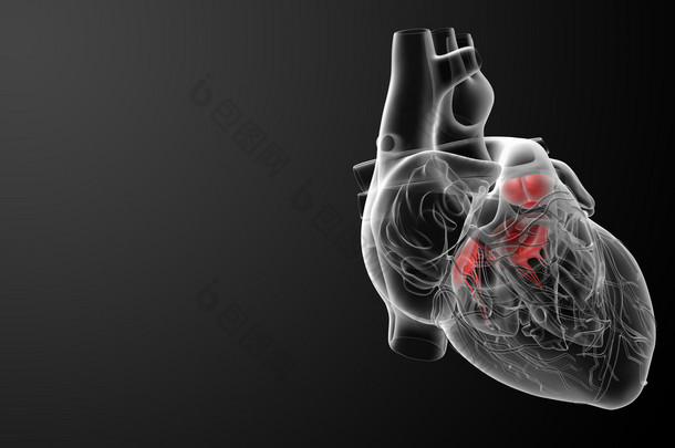 3d 渲染<strong>心脏</strong>瓣膜-侧视图