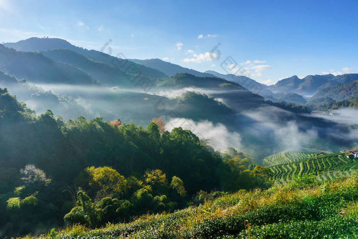 茶园美丽景观在 Doi 在安康，清迈泰国著名的旅游胜地