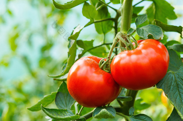 成熟的西红柿大棚群集
