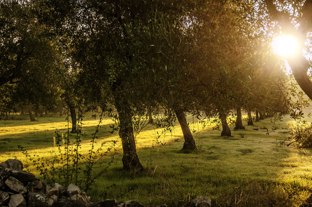 乡村景观。行的橄榄树木在-意大利 (阿普利亚。)-