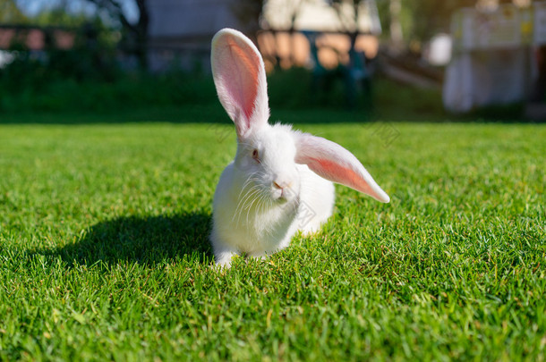 绿草地上的白兔.
