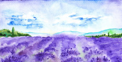 水彩的薰衣草田自然法国普罗旺斯风景