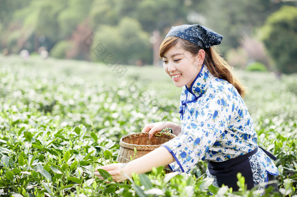 亚洲种植园采茶的漂亮女孩