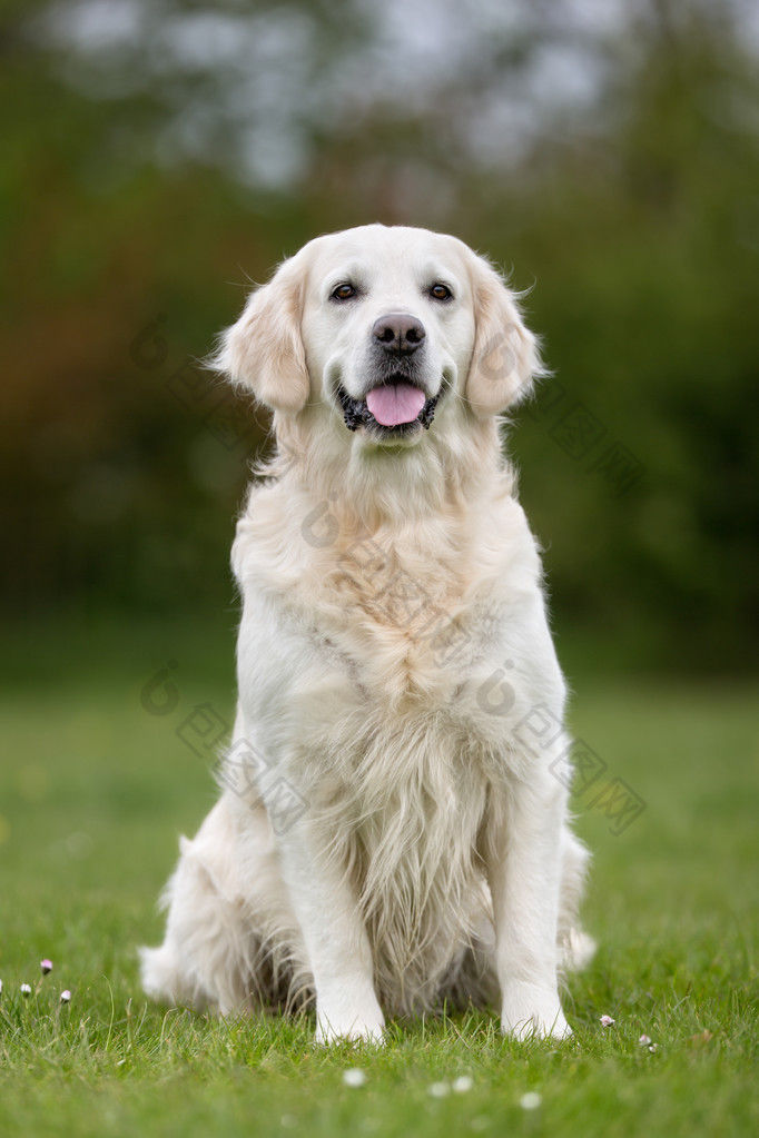 在户外的金色猎犬狗。