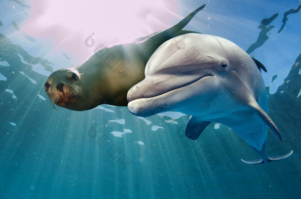 海豚和海狮水下 
