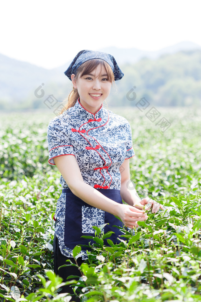 亚洲种植园采茶的漂亮女孩