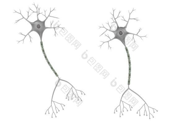 大脑神经元的 3d 渲染