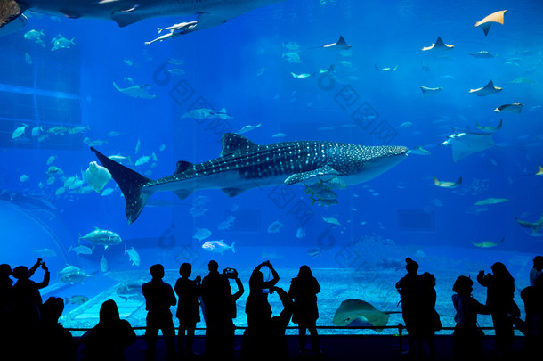 人们看着鱼在水族馆