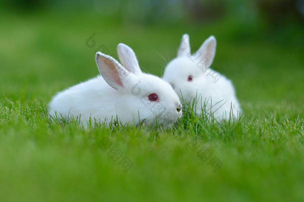 在草丛中的有趣的婴儿<strong>白色</strong>兔