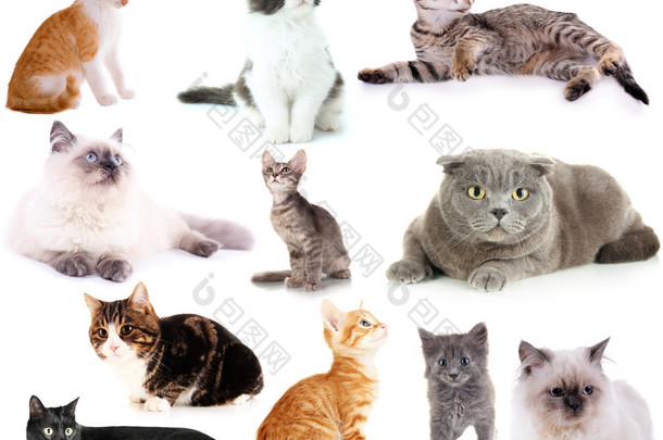 不同的猫科动物上白色孤立的拼贴画
