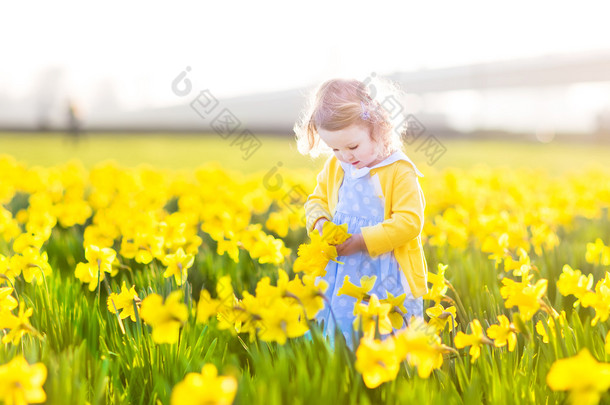 在字段中的黄色的水仙<strong>花花</strong>玩的女孩