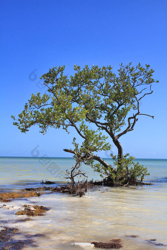 红树林树生长在海