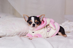 吉娃娃狗穿着浴袍躺在床上