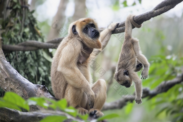 母亲和婴儿的<strong>吼</strong>猴