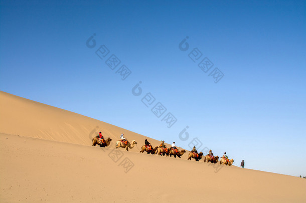 游客和骆驼集团