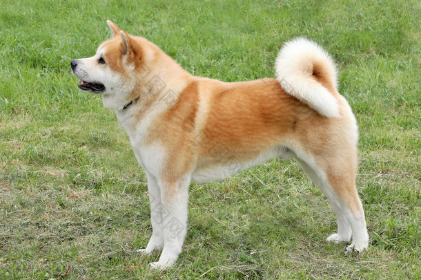 典型的秋田犬，在绿草如茵的草坪上
