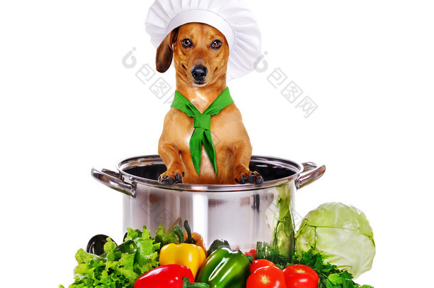 狗坐在大锅里的厨师
