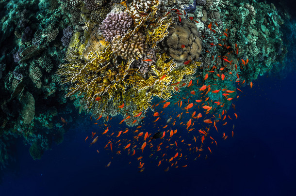 顶视图的珊瑚礁 