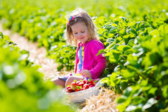在一个农场，采摘草莓的小女孩
