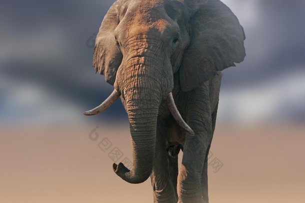 野生非洲大象