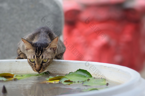 猫喝水