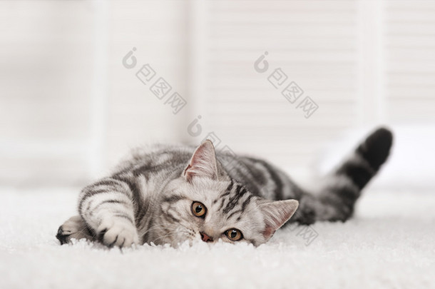 白地毯上的禁忌猫