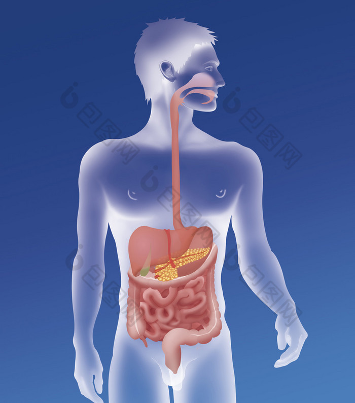 人体消化系统肠胃 脾胃