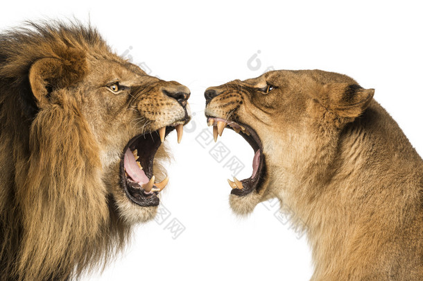 狮子，狮子咆哮着对方的<strong>特写镜头</strong>