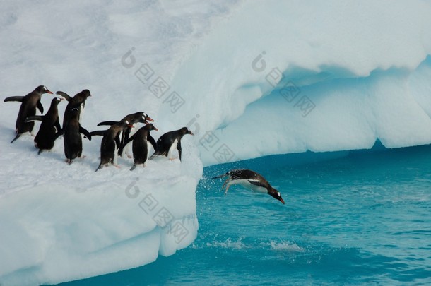 企鹅潜水