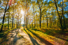 阳光灿烂的日子在秋天的阳光森林树木，绿草。自然木