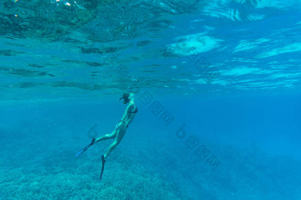 年轻的女士在热带海洋珊瑚礁水下游泳