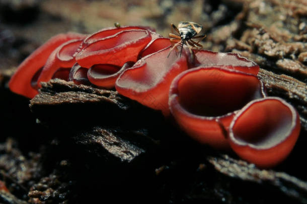 蘑菇，sarcoscypha 黑老虎