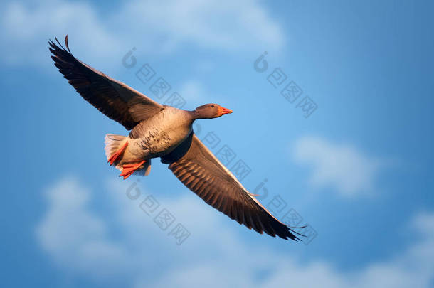 Greylag Goose (Anser anser) in flight. Blue sky. 