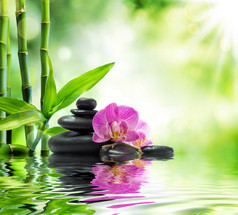 背景温泉-紫色兰花黑石头和上水竹
