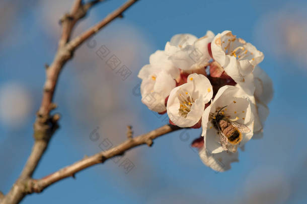 桃花盛开蜂