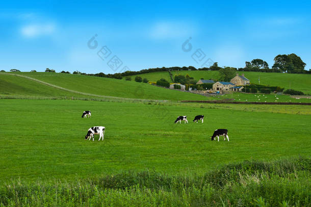 在<strong>绿色</strong>的田野，在英国牛